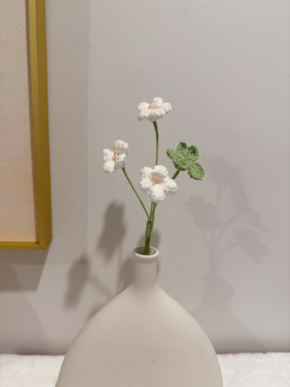 Oxalis
