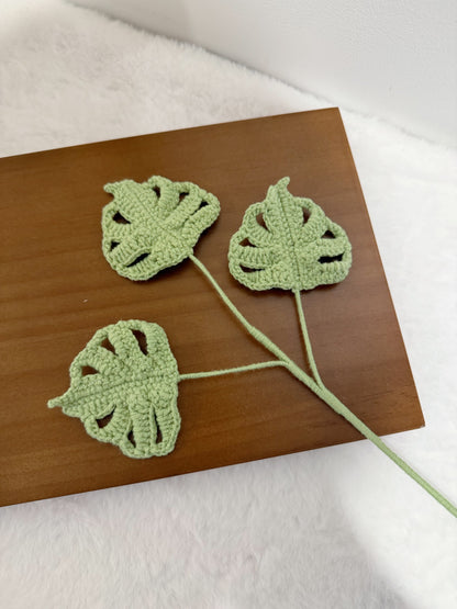 Baby Monstera