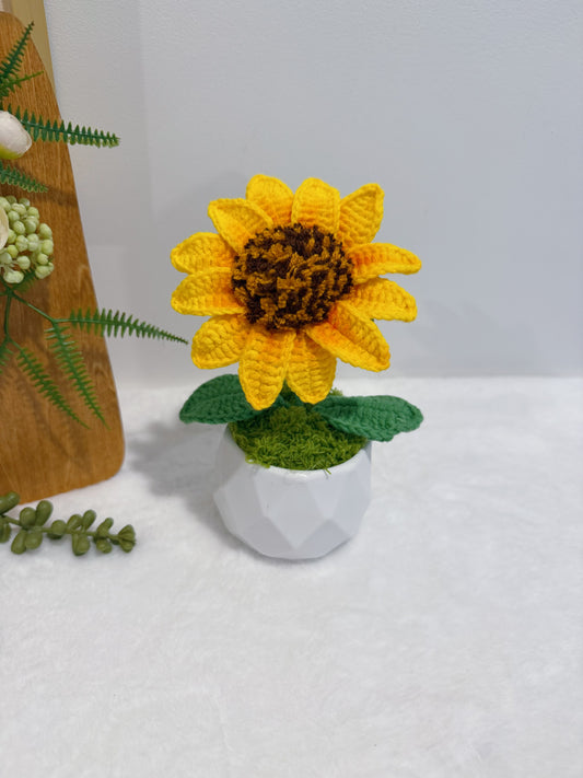 Mini Sunflower Garden in Pot