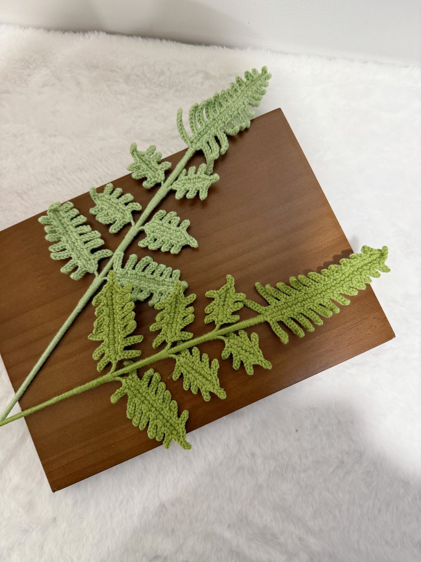 Fern