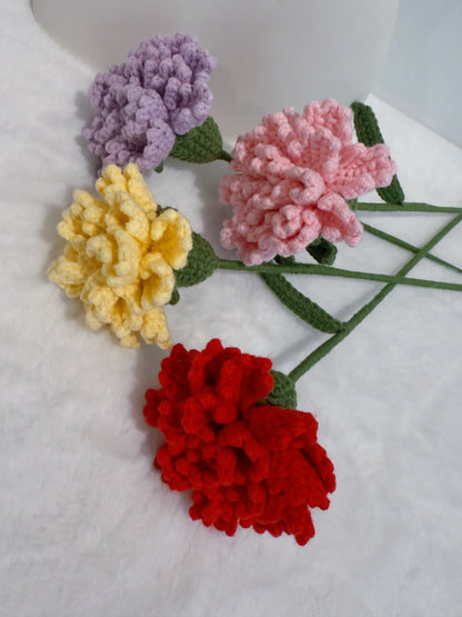 Carnation