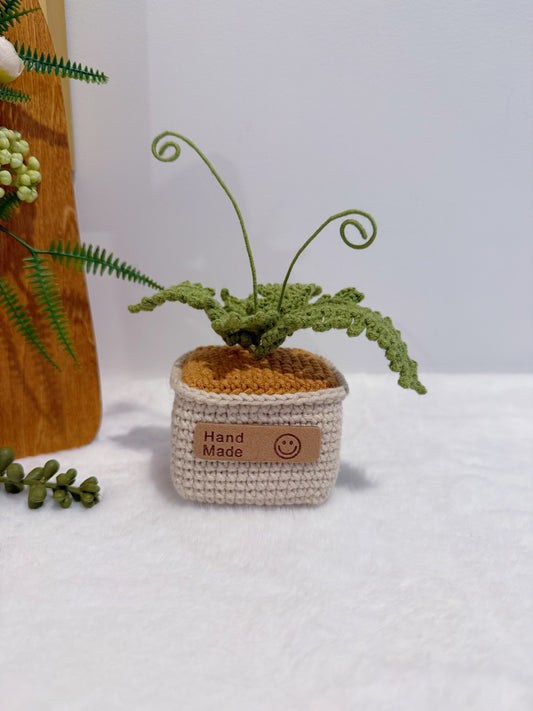 Fern in Pot