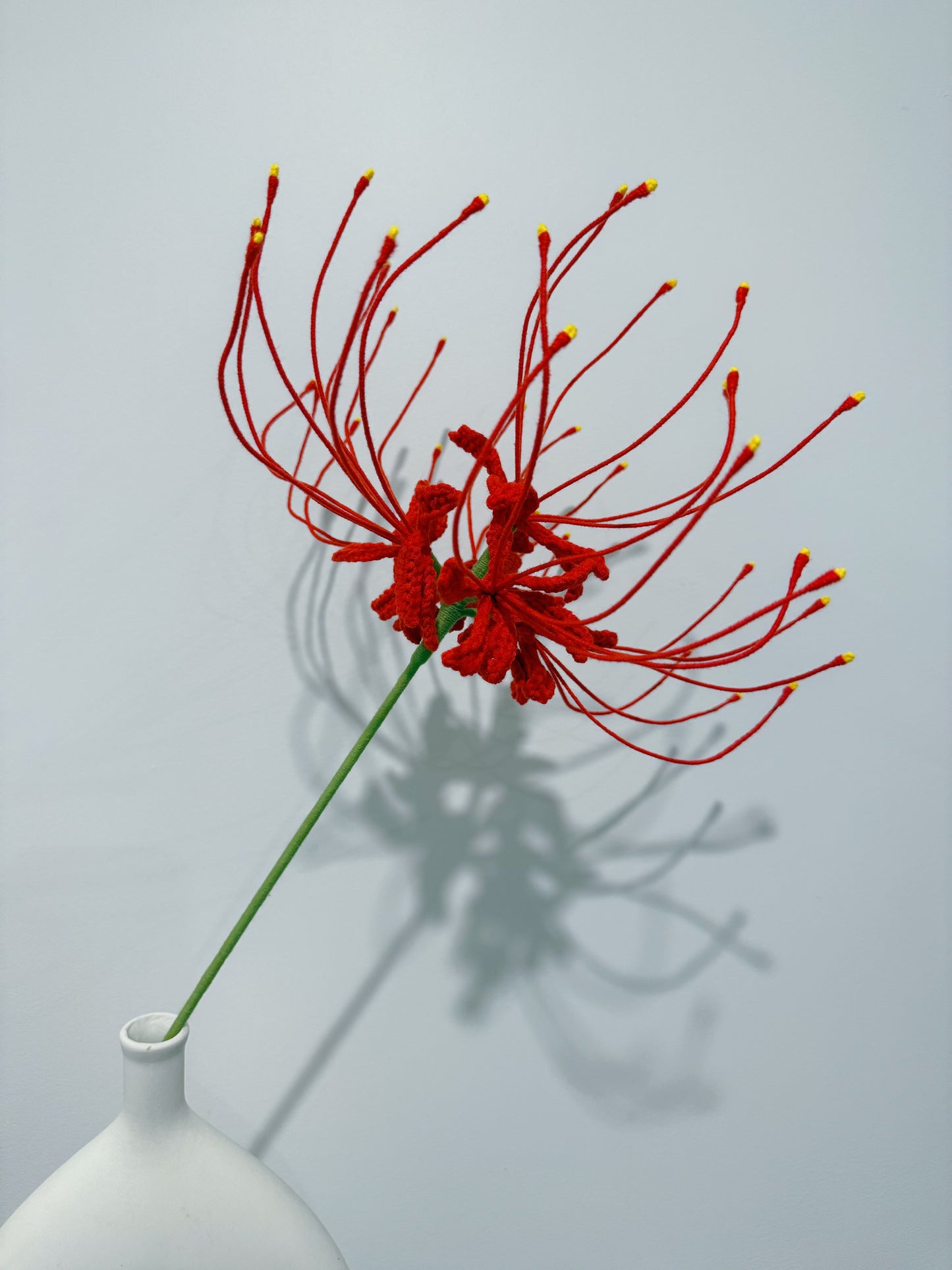 Spider Lily