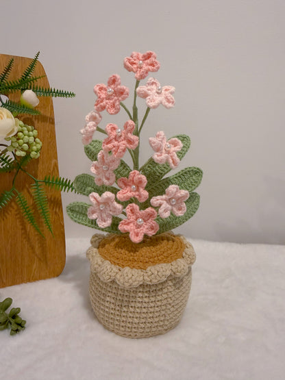 Flowers Blooming in Pot
