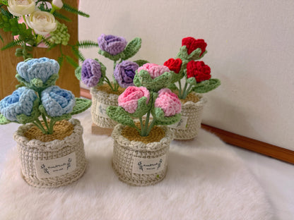 Potted Roses
