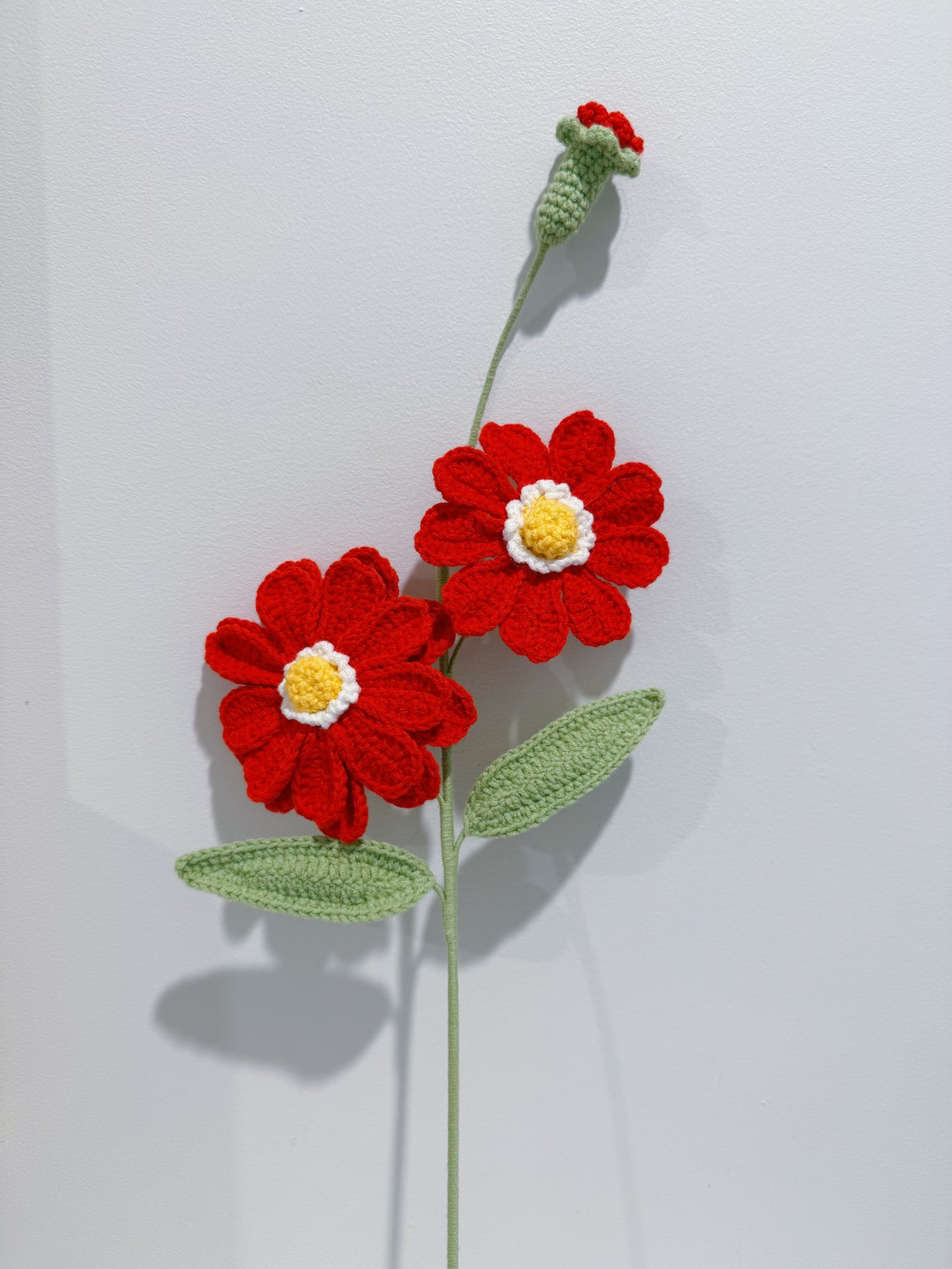 Zinnia