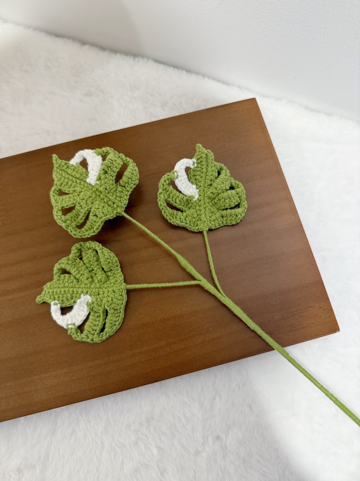 Baby Monstera
