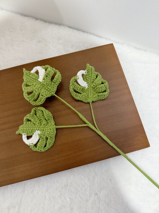 Baby Monstera