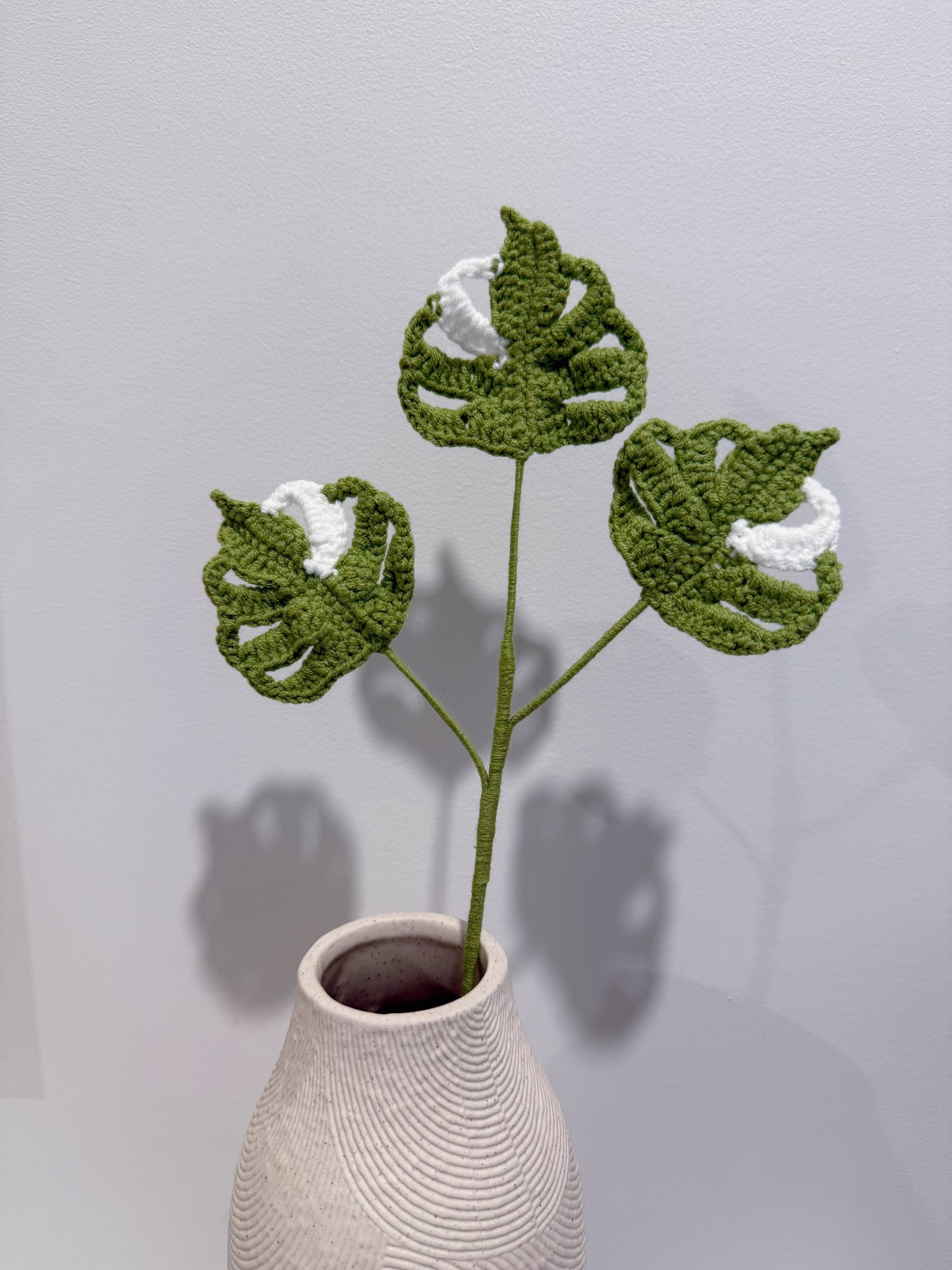 Baby Monstera