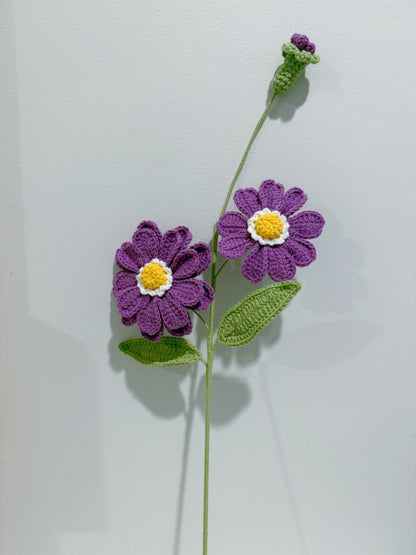 Zinnia