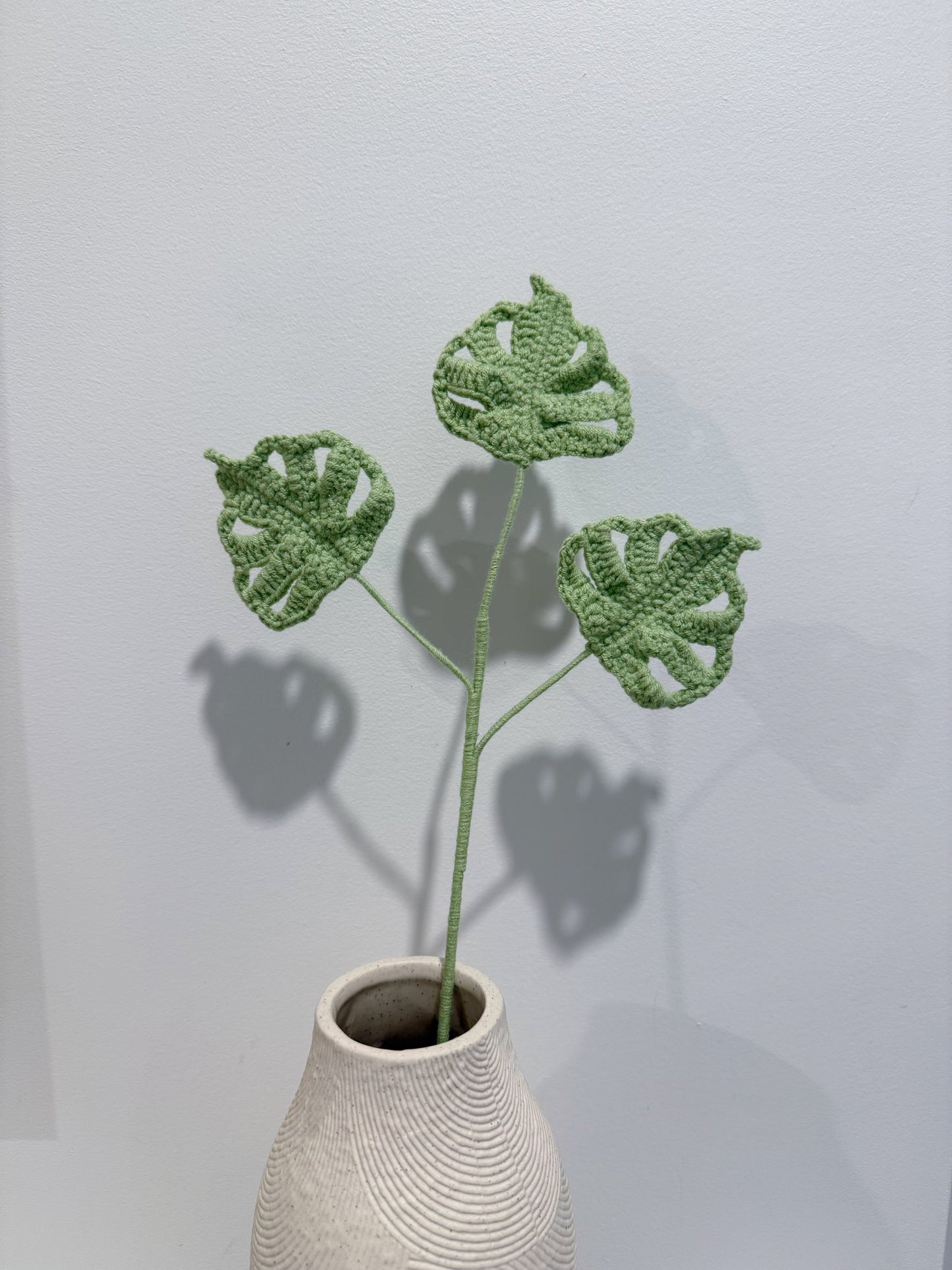 Baby Monstera