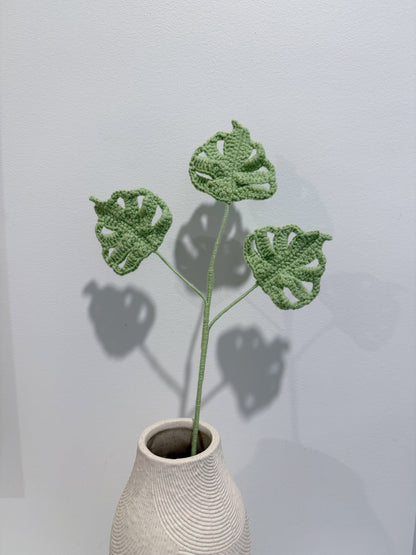 Baby Monstera