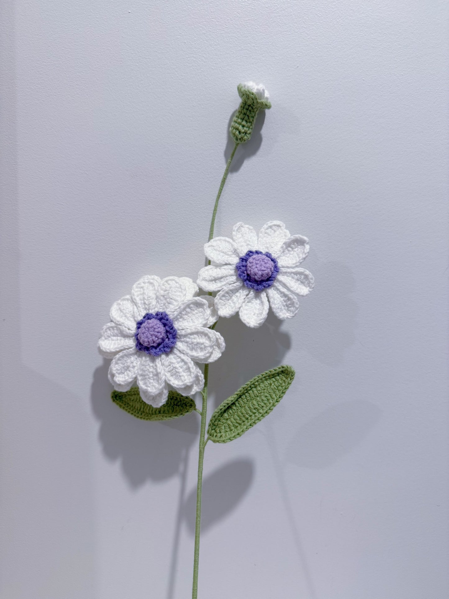 Zinnia