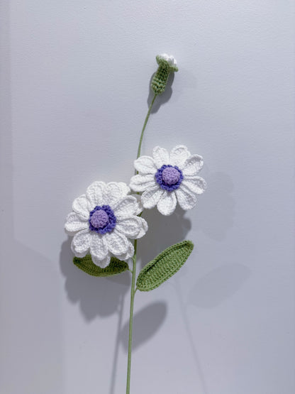 Zinnia