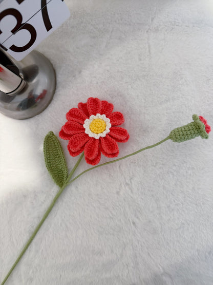 Zinnia