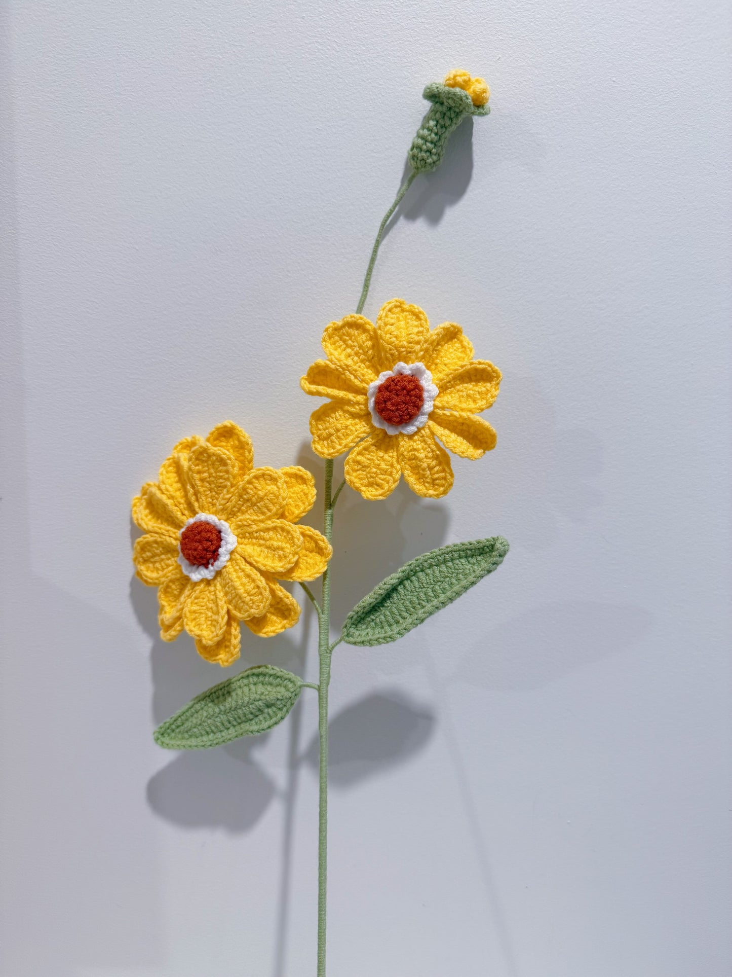 Zinnia