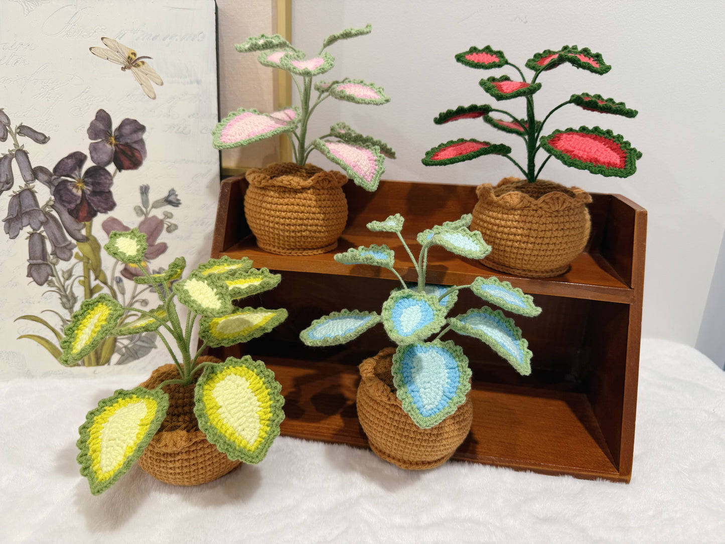 Coleus Pot