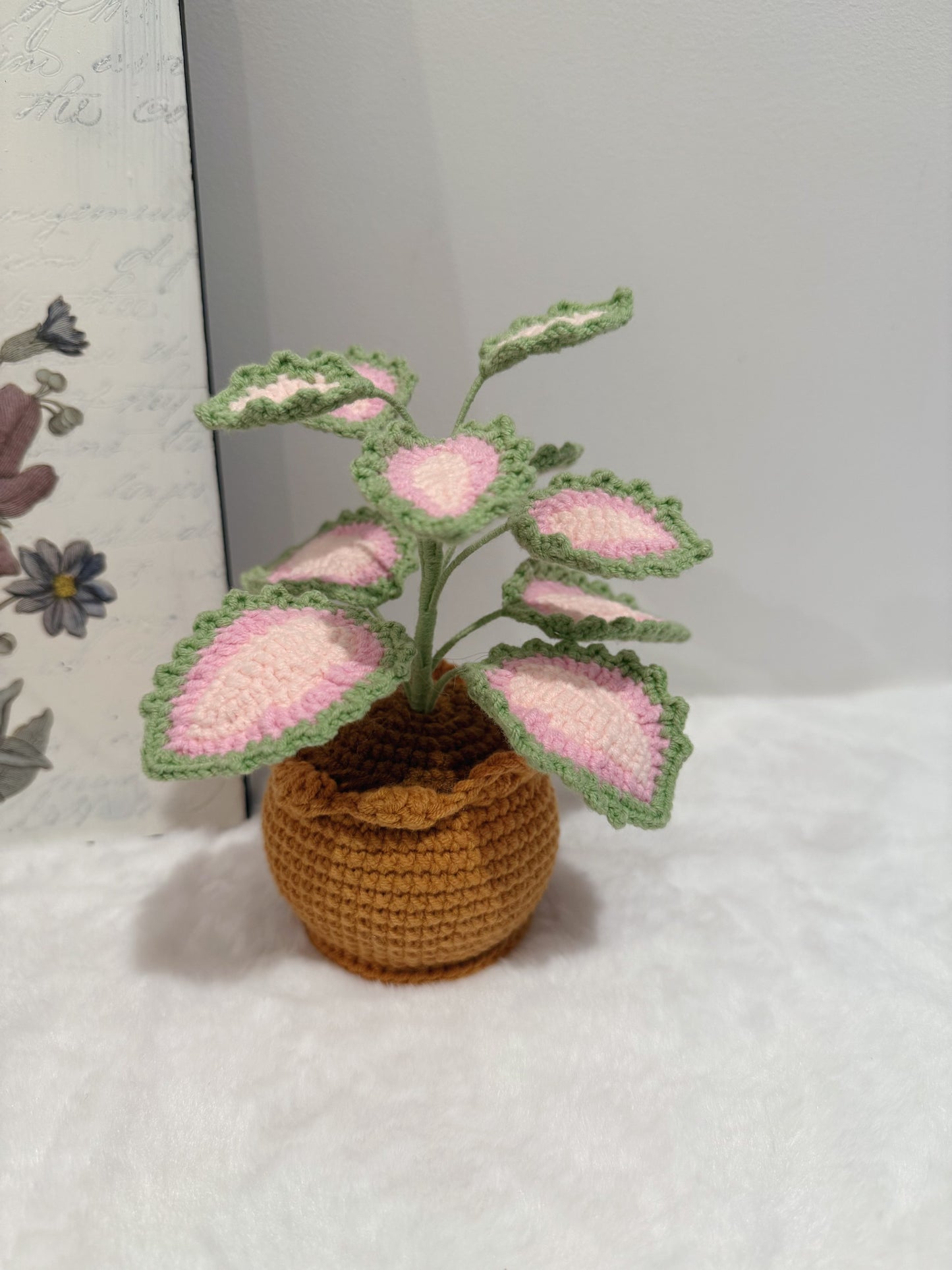 Coleus Pot