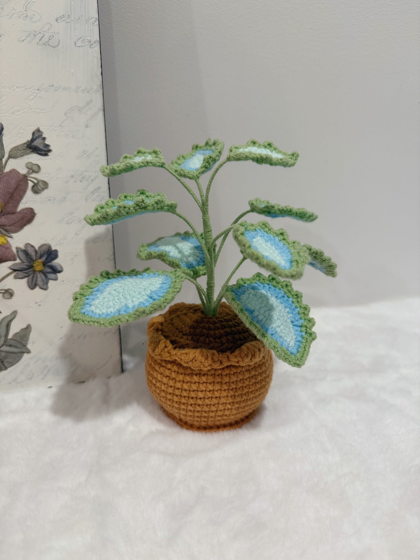 Coleus Pot