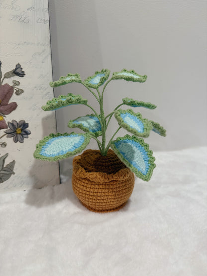 Coleus Pot