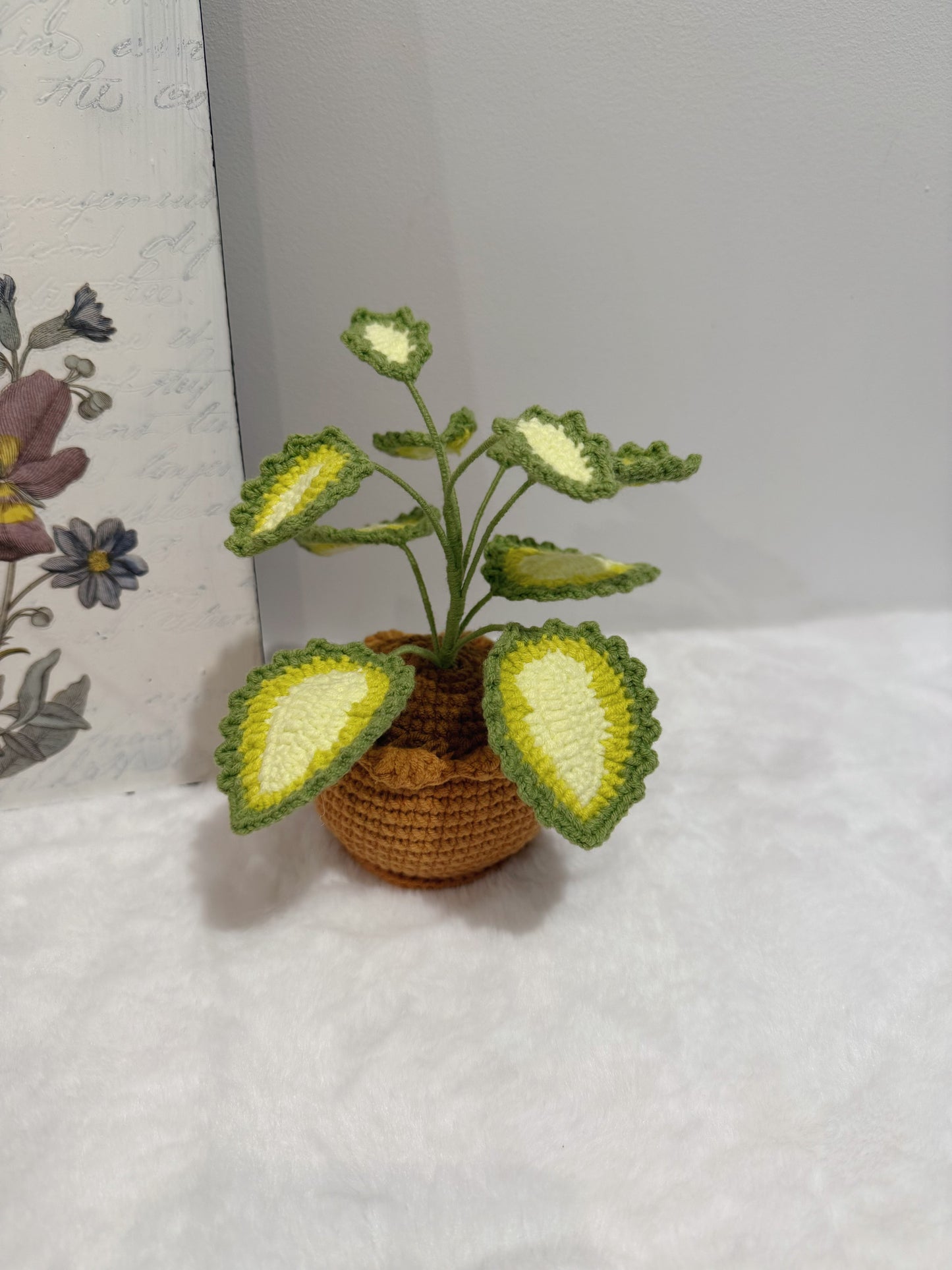Coleus Pot