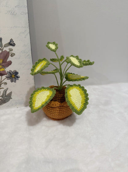 Coleus Pot