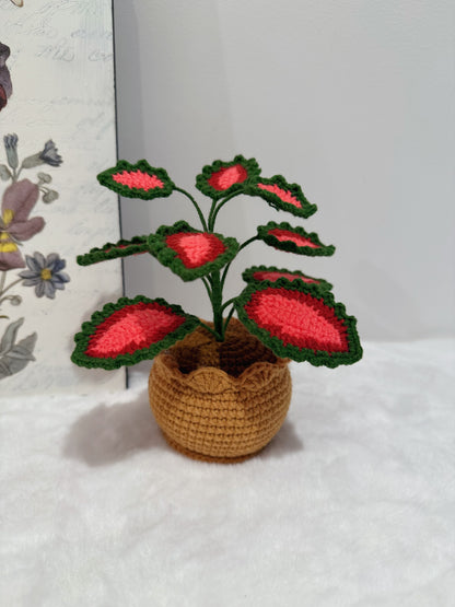 Coleus Pot